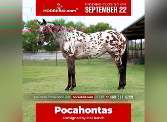 Appaloosa, Yegua, 15 años, 152 cm