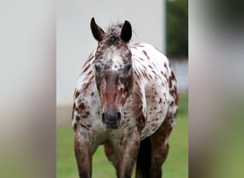 Appaloosa, Yegua, 15 años, 152 cm