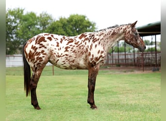 Appaloosa, Yegua, 15 años, 152 cm