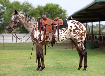 Appaloosa, Yegua, 15 años, 152 cm