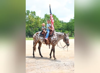 Appaloosa, Yegua, 15 años, 152 cm