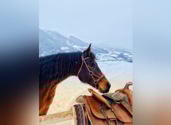 Appaloosa, Yegua, 15 años, 155 cm, Castaño