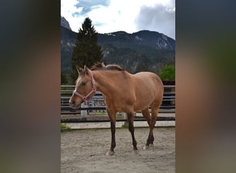 Appaloosa, Yegua, 15 años, 155 cm, Castaño