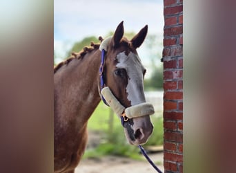 Appaloosa Mestizo, Yegua, 15 años, 168 cm, Alazán