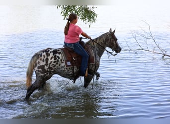 Appaloosa, Yegua, 15 años