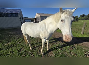 Appaloosa, Yegua, 16 años, 150 cm, White/Blanco