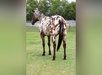Appaloosa, Yegua, 16 años, 152 cm
