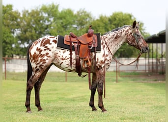 Appaloosa, Yegua, 16 años, 152 cm