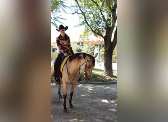 Appaloosa Mestizo, Yegua, 17 años, Buckskin/Bayo