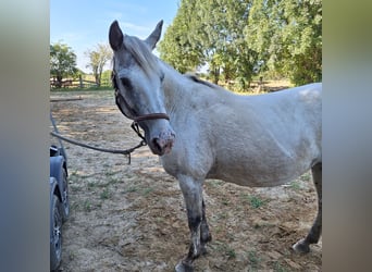 Appaloosa, Yegua, 18 años, 150 cm