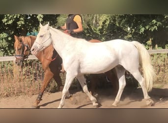 Appaloosa, Yegua, 18 años, 156 cm, Tordo