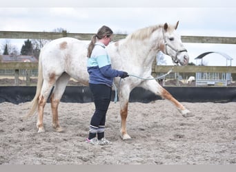 Appaloosa, Yegua, 19 años, 148 cm