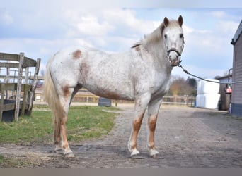 Appaloosa, Yegua, 19 años, 148 cm, Castaño-ruano