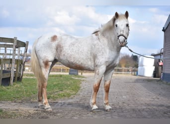 Appaloosa, Yegua, 19 años, 148 cm, Ruano alazán