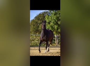Appaloosa, Yegua, 19 años, 160 cm, Castaño oscuro