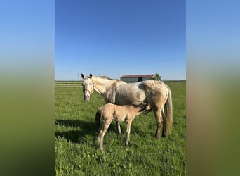 Appaloosa, Yegua, 19 años, 164 cm, Buckskin/Bayo