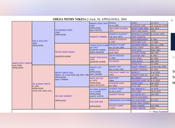 Appaloosa, Yegua, 19 años, 164 cm, Buckskin/Bayo