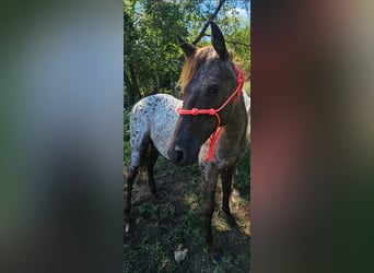 Appaloosa, Yegua, 1 año, 122 cm, Negro