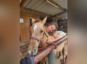 Appaloosa Mestizo, Yegua, 1 año, 125 cm, Dunalino (Cervuno x Palomino)