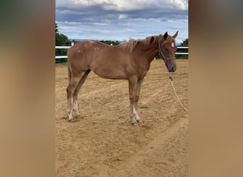 Appaloosa, Yegua, 1 año, 140 cm, Alazán