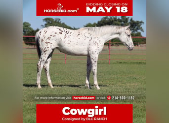 Appaloosa, Yegua, 1 año, 142 cm, Castaño