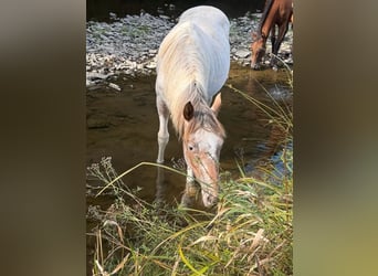 Appaloosa Mestizo, Yegua, 1 año, 150 cm