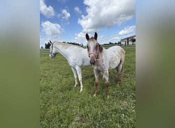 Appaloosa, Yegua, 1 año, 152 cm, Alazán