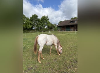 Appaloosa, Yegua, 1 año, 152 cm, Alazán