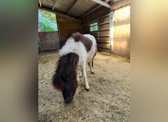 Appaloosa, Yegua, 1 año, 85 cm, Pío