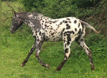 Appaloosa, Yegua, 1 año, Atigrado/Moteado