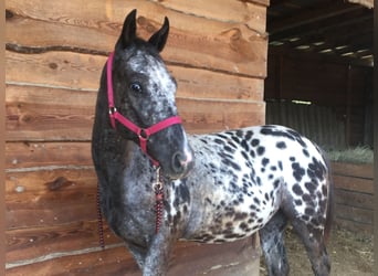 Appaloosa, Yegua, 1 año
