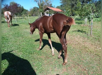 Appaloosa, Yegua, 1 año, Castaño