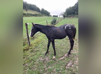 Appaloosa, Yegua, 1 año, Negro