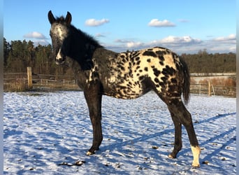 Appaloosa, Yegua, 1 año