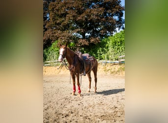 Appaloosa, Yegua, 21 años, 150 cm, Atigrado/Moteado