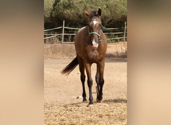 Appaloosa, Yegua, 2 años, 146 cm, Castaño