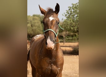 Appaloosa, Yegua, 2 años, 146 cm, Castaño