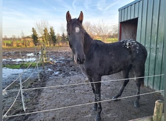 Appaloosa, Yegua, 2 años, 150 cm, Atigrado/Moteado