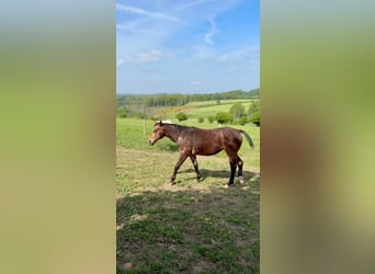 Appaloosa Mestizo, Yegua, 2 años, 150 cm, Castaño-ruano