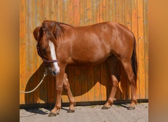 Appaloosa, Yegua, 2 años, 152 cm, Alazán