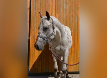 Appaloosa, Yegua, 2 años, 154 cm