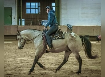 Appaloosa, Yegua, 2 años, 155 cm, Castaño