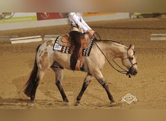 Appaloosa, Yegua, 2 años, 155 cm, Castaño