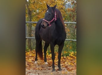 Appaloosa, Yegua, 2 años, 155 cm, Morcillo