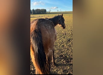 Appaloosa Mestizo, Yegua, 2 años, 158 cm, Castaño-ruano
