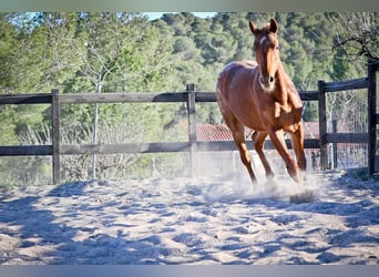 Appaloosa Mestizo, Yegua, 2 años, 160 cm, Alazán