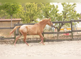 Appaloosa Mestizo, Yegua, 2 años, 160 cm, Atigrado/Moteado