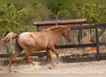 Appaloosa Mestizo, Yegua, 2 años, 160 cm, Atigrado/Moteado