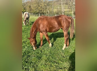 Appaloosa, Yegua, 2 años, Alazán