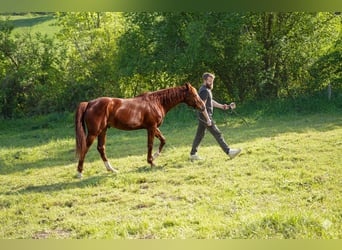 Appaloosa, Yegua, 2 años, Alazán